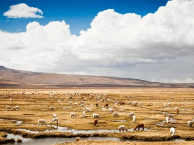 Full Day Salinas y Aguada Blanca | Naturaleza y Fauna