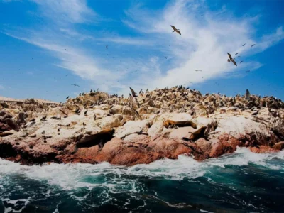 Islas Ballestas y Reserva Nacional | Tour de Medio Día Islas Ballestas y Reserva Nacional | Tour de Medio Día