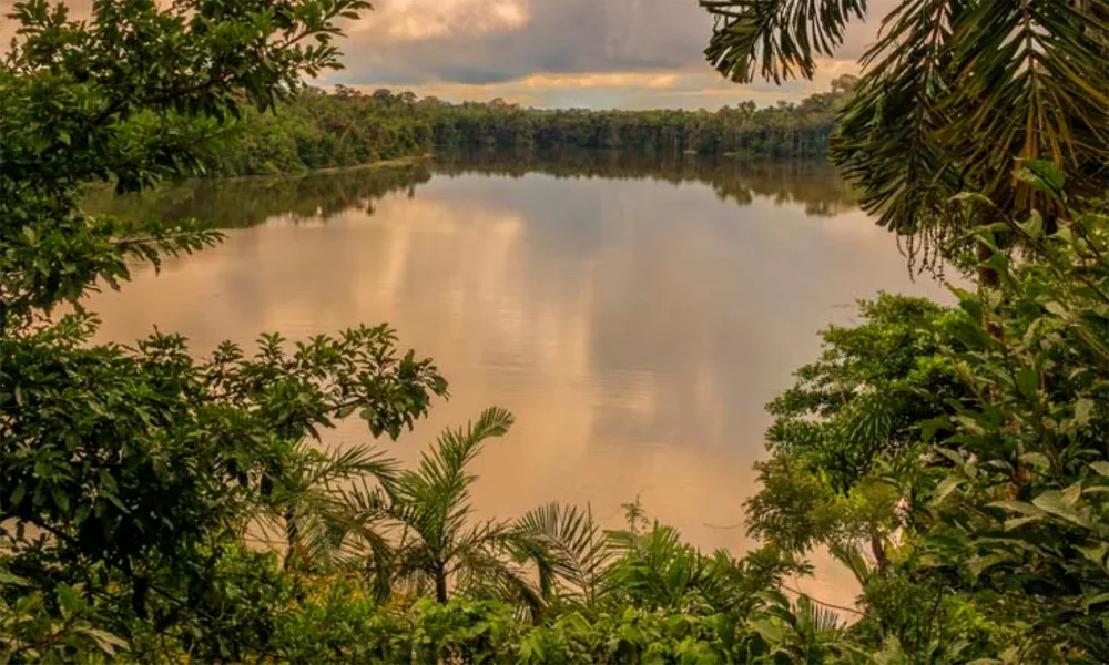 Tour Tambopata Completo 5D/4N | Collpa de Guacamayos & Bosque Amazónico