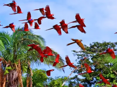 Tour Tambopata 2D/1N | Selva Amazónica & Collpa de Guacamayos