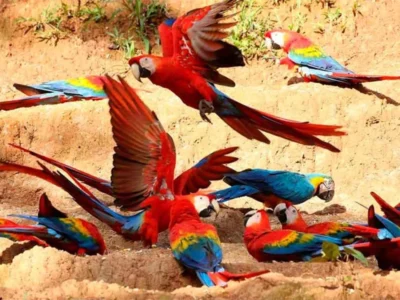 Collpa de Loros y Guacamayos | Observación de Aves en Tambopata Collpa de Loros y Guacamayos | Observación de Aves en Tambopata