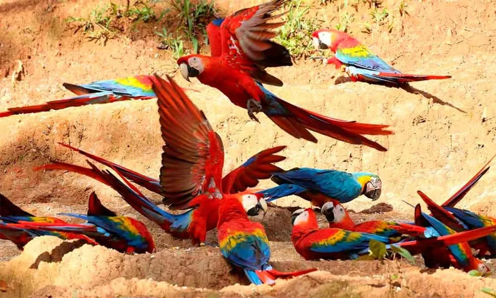 Collpa de Loros y Guacamayos | Observación de Aves en Tambopata
