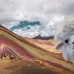 Llama MONTAÑA