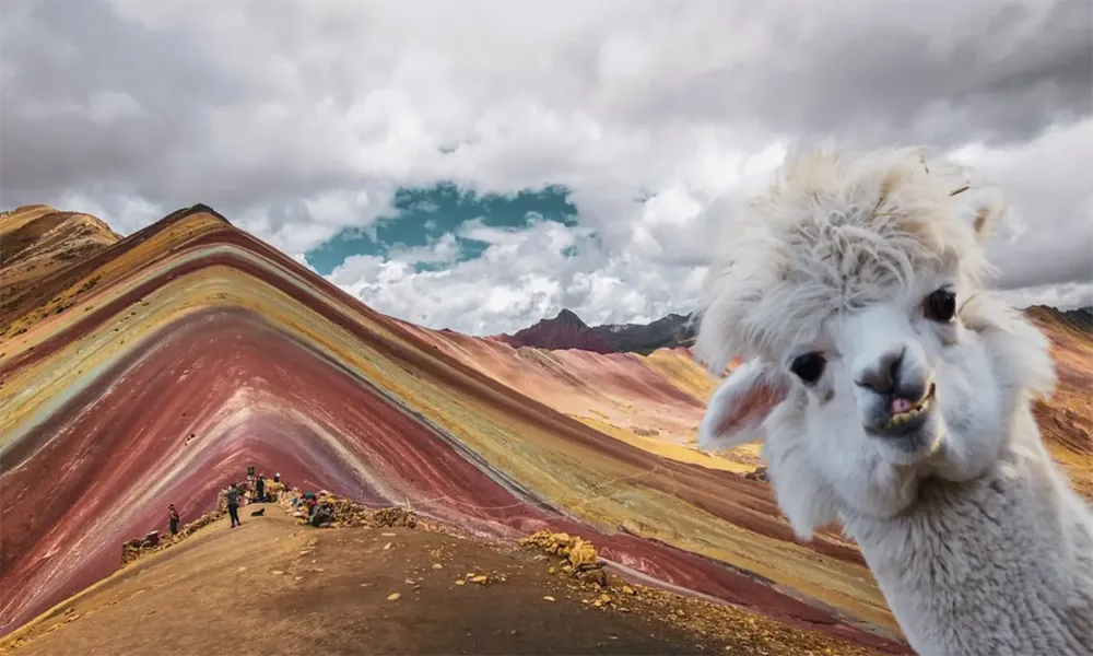 Llama MONTAÑA