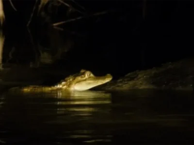 Excursión Nocturna en la Selva | Caimanes y Capibaras en Tambopata Excursión Nocturna en la Selva | Caimanes y Capibaras en Tambopata