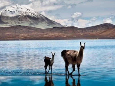 Full Day Laguna de Salinas desde Arequipa | Espejo Andino Full Day Laguna de Salinas desde Arequipa | Espejo Andino