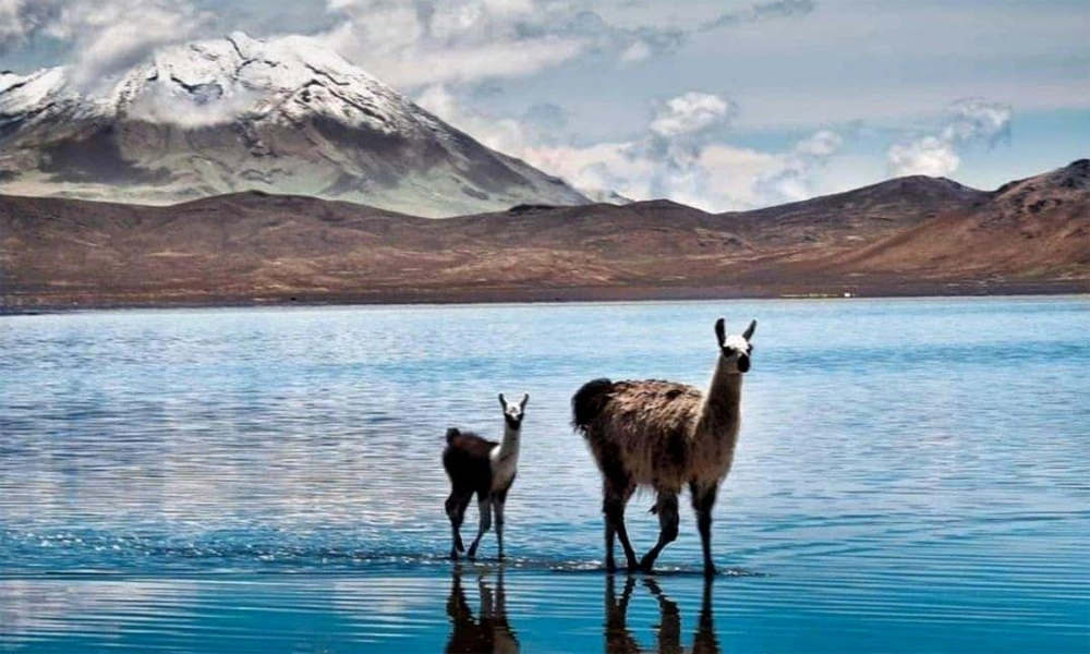 Full Day Laguna de Salinas desde Arequipa | Espejo Andino