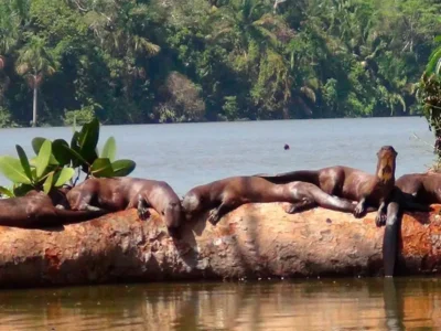 Exploración Amazónica | Tambopata & Lago Sandoval 4D/3N