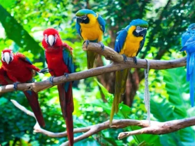 Observación de Guacamayos en Tambopata | Tour Completo en la Selva Observación de Guacamayos en Tambopata | Tour Completo en la Selva