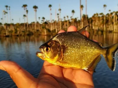 Tour de Pesca Deportiva en Yacumama | Tarde y Sunset Amazónico Tour de Pesca Deportiva en Yacumama | Tarde y Sunset Amazónico